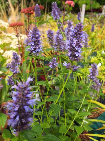 [0] Agastache rugosa 'Black Adder' - Duftnessel