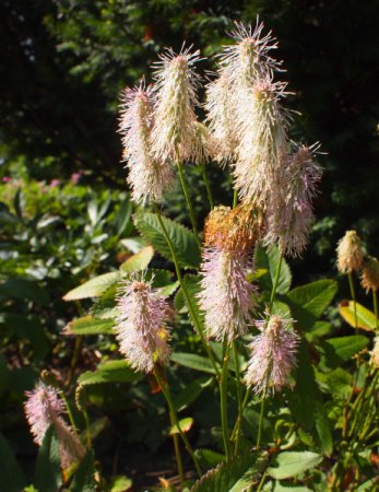 [0] Sanguisorba 'Pink Brushes' - Wiesenknopf