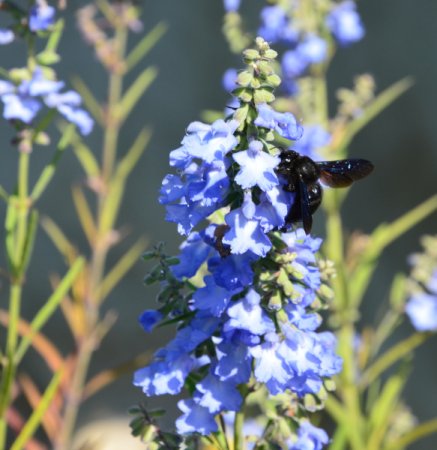 [0] Salvia azurea var. grandiflora - Prärie-Salbei