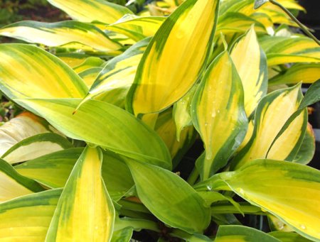 [0] Hosta 'Orange Marmelade' ® - Funkie