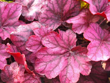 [0] Heuchera 'Wild Rose' ® - Purpurglöckchen