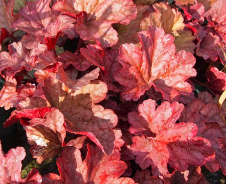 [0] Heuchera 'Berry Smoothie' ® - Purpurglöckchen