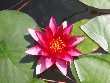 [0] Nymphaea 'Vesuve' - Seerose