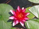 Nymphaea 'Vesuve' - Seerose