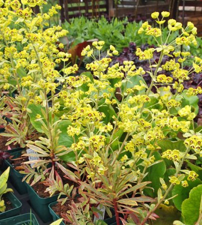 [0] Euphorbia x martinii 'Ascot Rainbow' - Wolfsmilch
