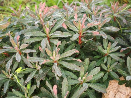 [0] Euphorbia amygdaloides 'Purpurea' - Wolfsmilch