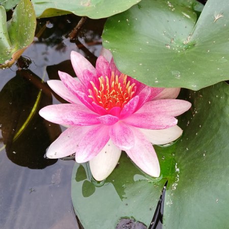 [0] Nymphaea 'Fabiola' - Seerose