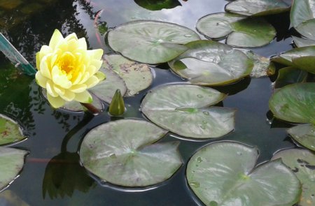 [0] Nymphaea 'Yellow Sensation' - Seerose