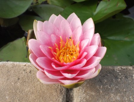 [0] Nymphaea 'Madame Wilfron Gonnere' - Seerose