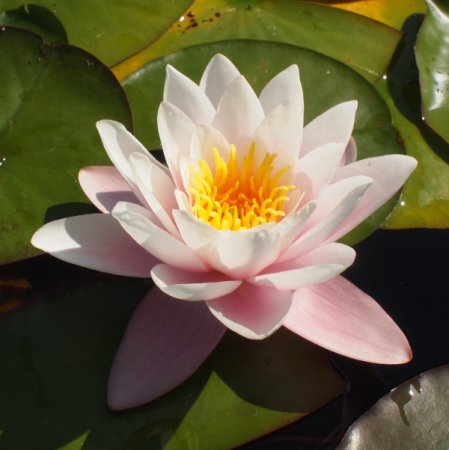 [0] Nymphaea 'Marliacea Carnea' - Seerose