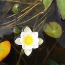 Nymphaea tetragona - Zwerg-Seerose