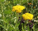 Achillea filipendulina 'Parker' - Schafgarbe