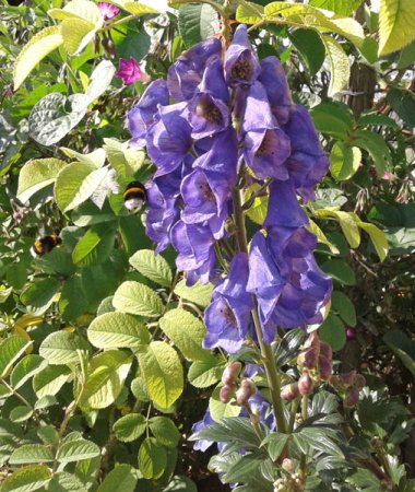 [0] Aconitum carmichaelii 'Arendsii' - Herbst-Eisenhut