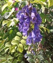 Aconitum carmichaelii 'Arendsii' - Herbst-Eisenhut