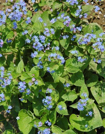 [0] Brunnera macrophylla - Kaukasus-Vergissmeinnicht