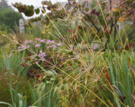 [0] Chrysopogon gryllus - Goldbartgras