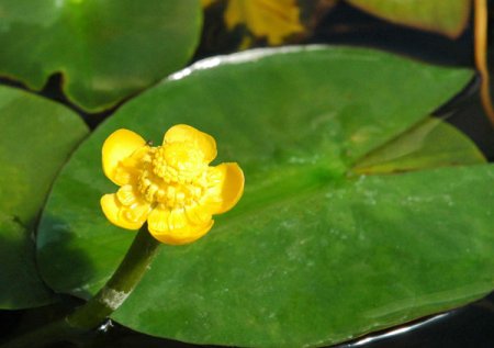 [0] Nuphar lutea - Gelbe Teichrose