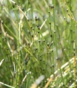 Equisetum variegatum - Bunter Schachtelhalm