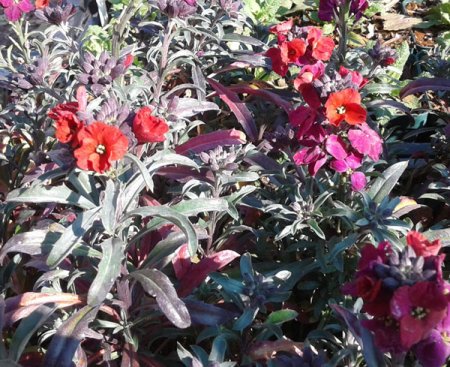 [0] Erysimum 'Red Jep' - Schöterich