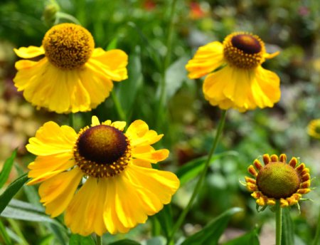 [0] Helenium 'El Dorado' - Sonnenbraut