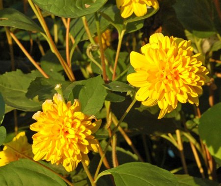 [0] Helianthus decapetalus 'Soleil d'Or' - Sonnenblume