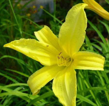 [0] Hemerocallis citrina Typ 2 - Taglilie