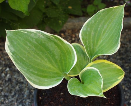 [0] Hosta fluctuans 'Sagae' - Funkie