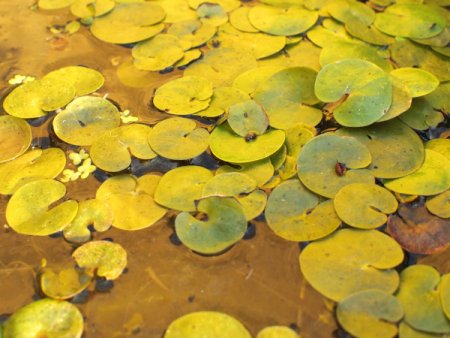 [0] Hydrocharis morsus-ranae - Froschbiss