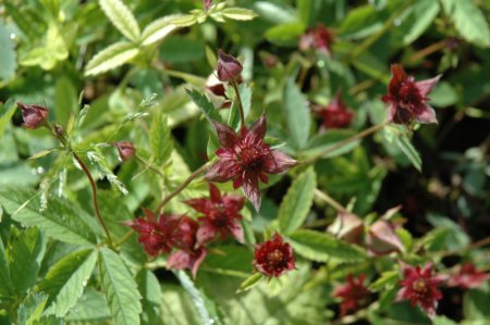 [0] Potentilla palustris - Sumpfblutauge