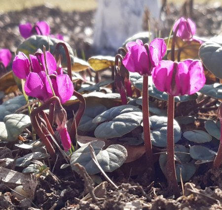 [0] Cyclamen coum - Frühlings-Alpenveilchen