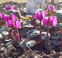 Cyclamen coum - Frühlings-Alpenveilchen