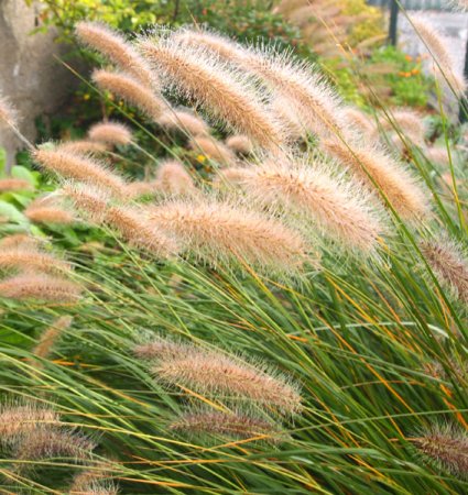 [0] Pennisetum alopecuroides 'Japonicum' - Lampenputzergras