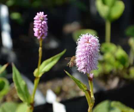 [0] Persicaria bistorta 'Superba' - Wiesen-Knöterich