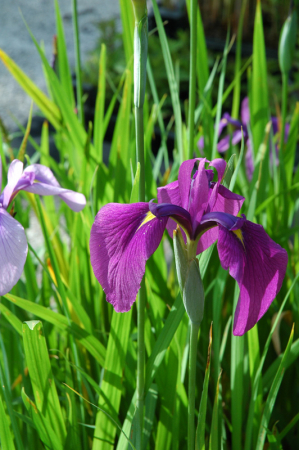 [0] Iris ensata - Japanische Sumpf-Schwertlilie