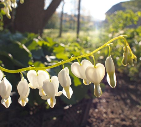 [0] Dicentra spectabilis 'Alba' - Tränendes Herz