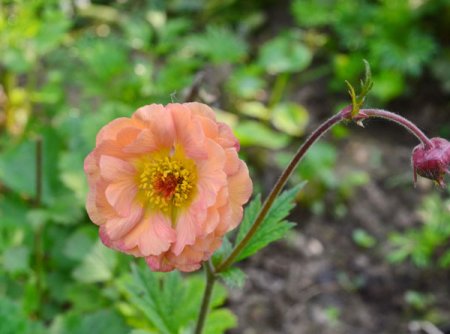 [0] Geum 'Mai Tai' ® - Nelkenwurz