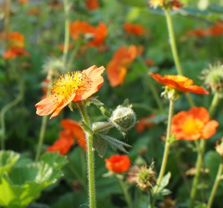 [0] Geum coccineum 'Borisii' - Nelkenwurz