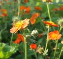 Geum coccineum 'Borisii' - Nelkenwurz