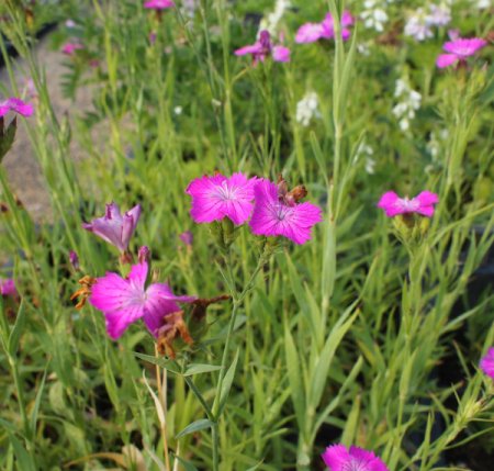 [0] Dianthus collinus - Hügel-Nelke