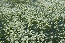 Ranunculus penicillatus - Pinselblatt-Wasserhahnenfuß