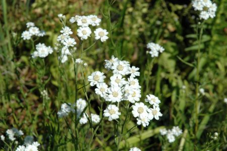 [0] Achillea ptarmica - Sumpf-Schafgarbe (Staudensubstrat)