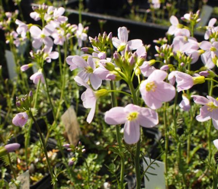 [0] Cardamine pratensis - Wiesen-Schaumkraut
