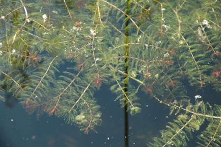 [0] Myriophyllum spicatum - Ähriges Tausendblatt