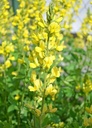 Thermopsis chinensis - Goldlupine
