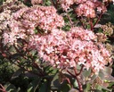 Sedum telephium 'Matrona' - Hohe Fetthenne
