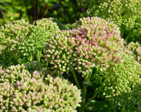 [0] Sedum telephium 'Herbstfreude' - Hohe Fetthenne