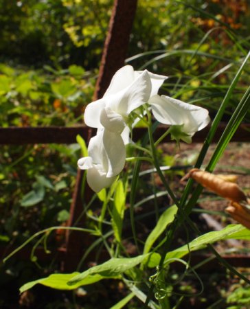 [0] Lathyrus latifolius 'Weiße Perle' - Staudenwicke