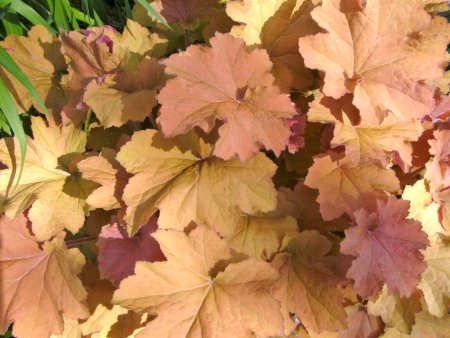 [0] Heuchera villosa 'Caramel' ® - Silberglöckchen