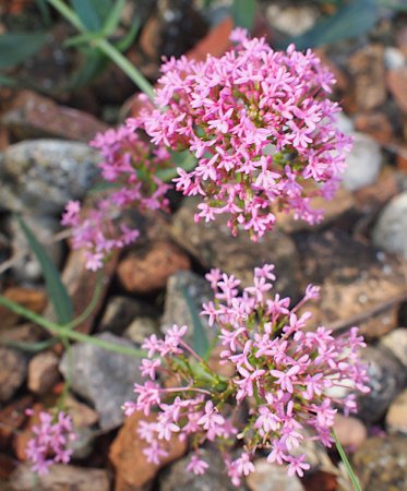 [0] Centranthus ruber 'Coccineus' - Spornblume