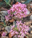 Centranthus ruber 'Coccineus' - Spornblume